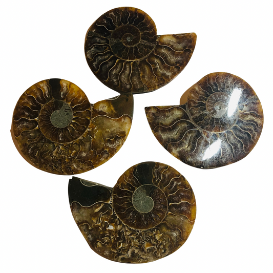 Ammonite “Cleoniceras”
